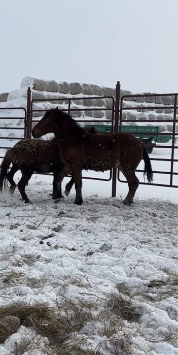 Тяжеловоз жеребец 3 года