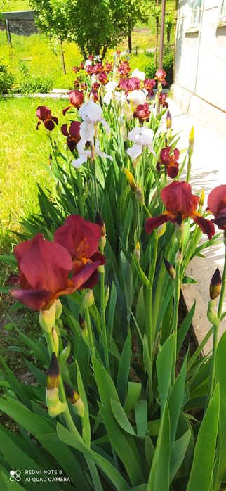 Продаю садовые Ирисы