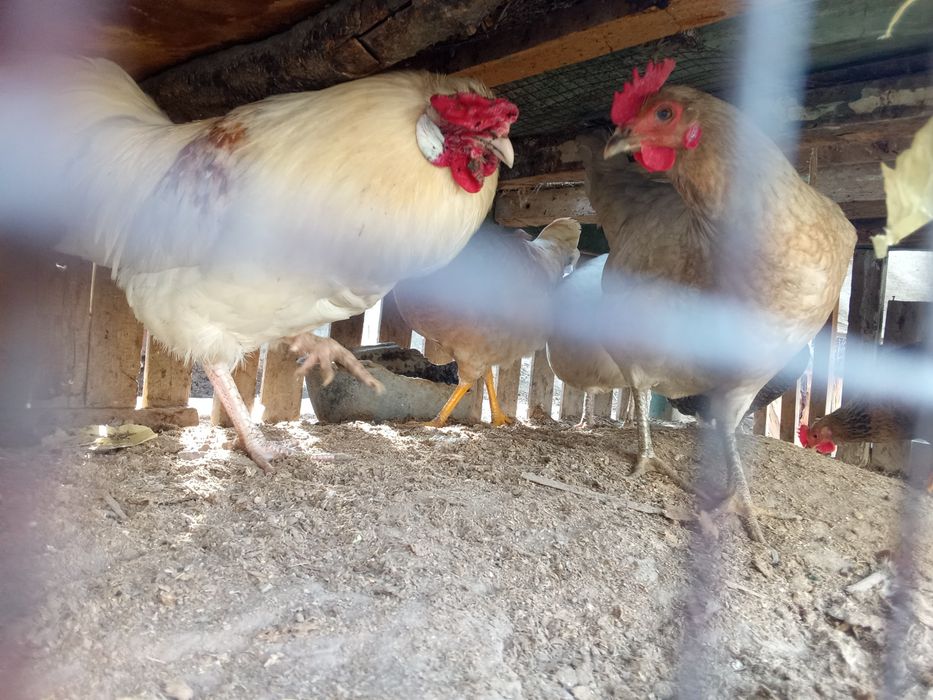 Xonaki tovuqlar sotiladıi túxumda