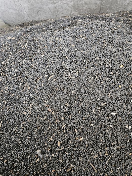 Porumb, mazăre, orz, grâu, floarea-soarelui