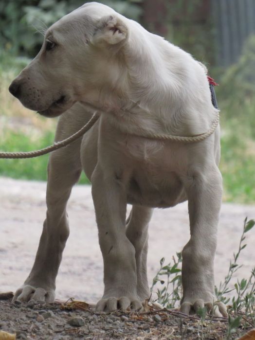 Щенки алабайчики