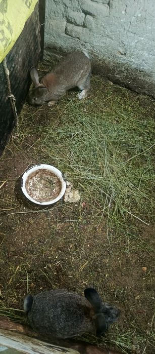 Nar quyon oʻgʻil bola 250mingdan