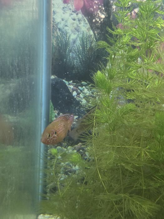 Цихлида Хромис Красавец