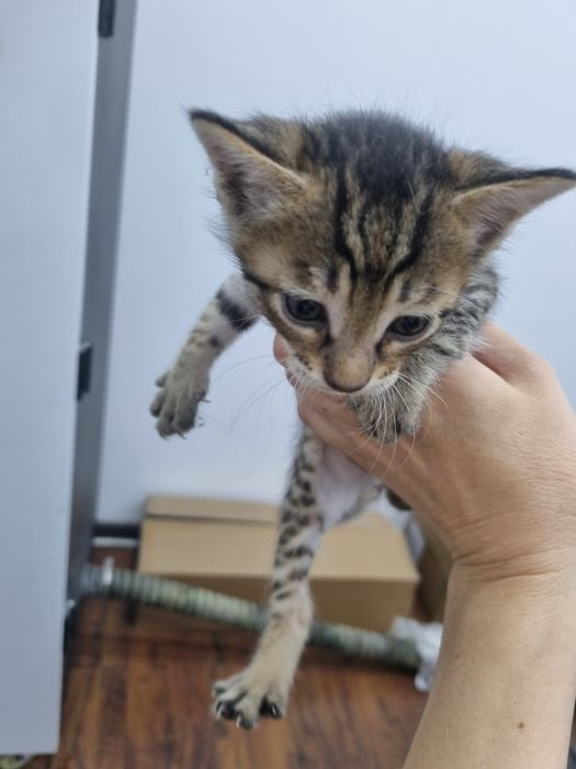 Отдам котят бесплатно в хорошие руки.