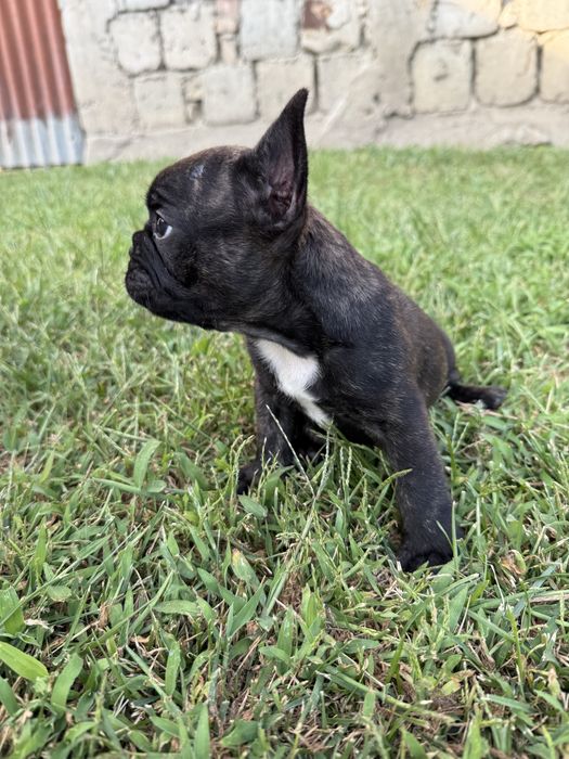 Pui Buldog Francez