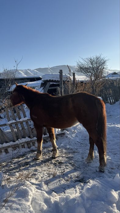 Кобыла 9 лет Бие қысыр семіз