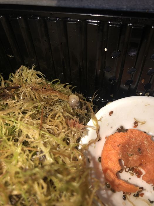 ахатин пантера имакулята