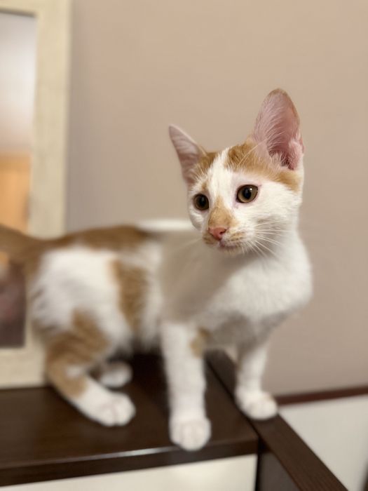 Adoptie pereche motan si pisica