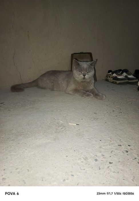 Yaxshi mushuk  judayam mehribon