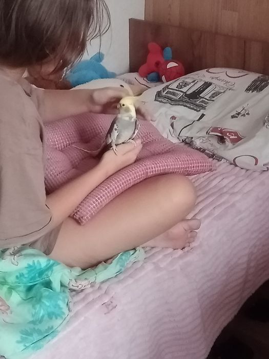 Продам карелл с клеткой