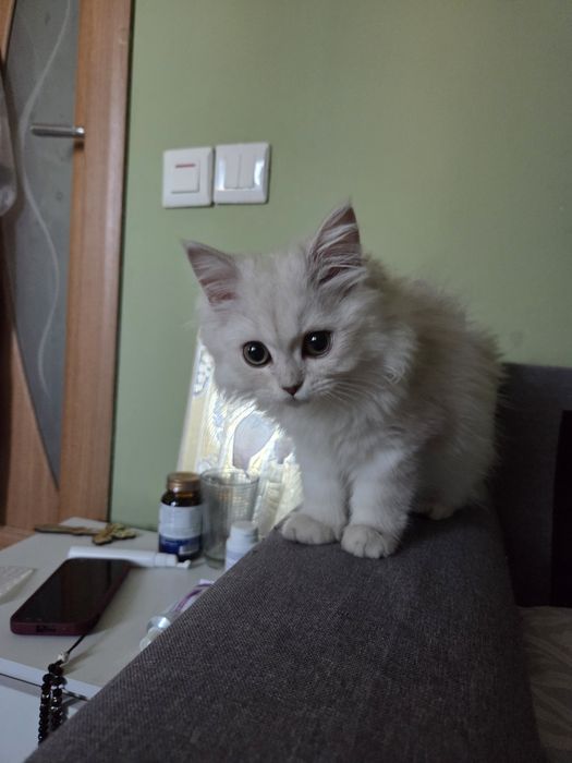British longhair chinchilla silver
