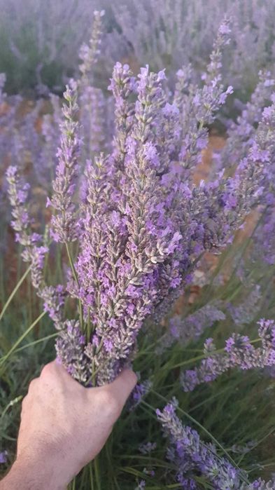 Butasi de lavanda  (lavandin super si grosso) campania 2025-2026