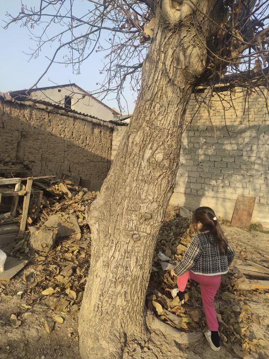 Yong'oq darhti sotiladi mebelshiklar uchun