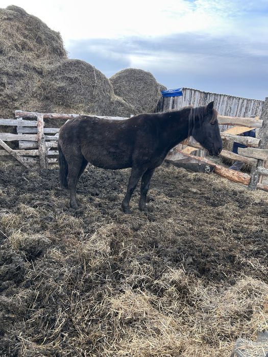 Продам кобыл с откорма