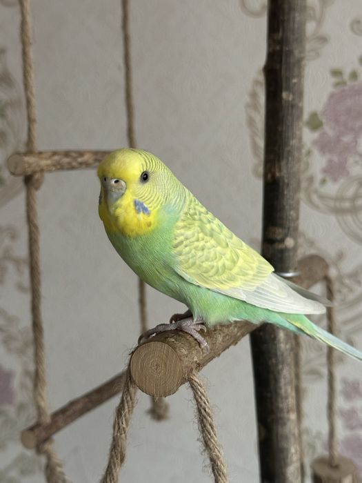 Пара ручных волнистые попугаи