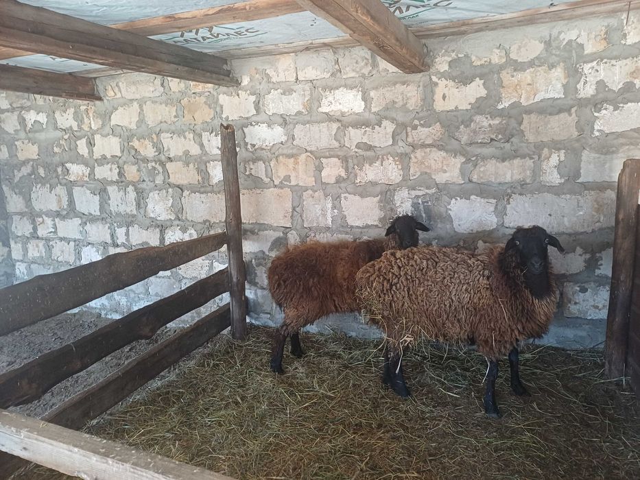 Продам барана крупный жирный