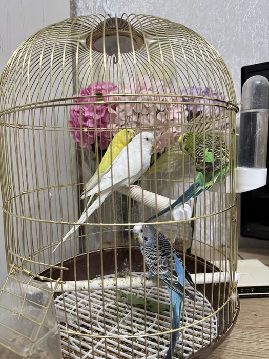 Продается 4 попугая с клеткой.