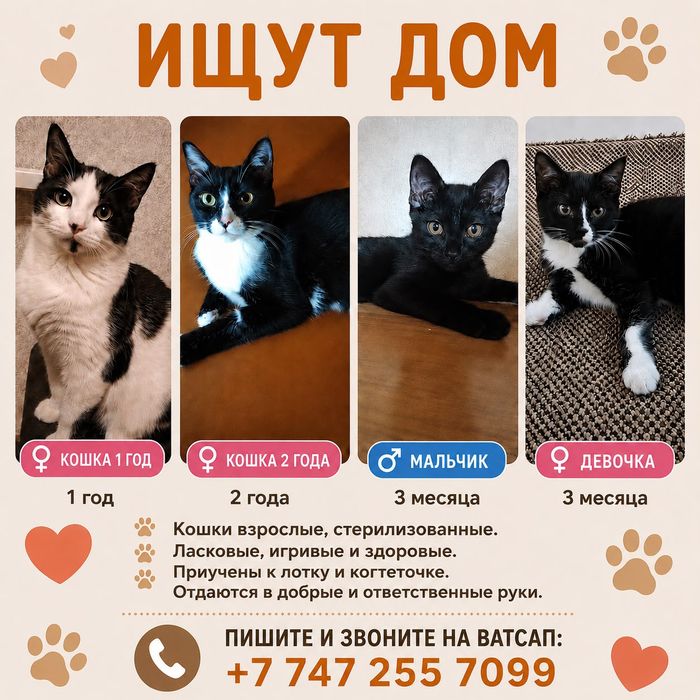 Ищут дом

Ищем любящих хозяев для