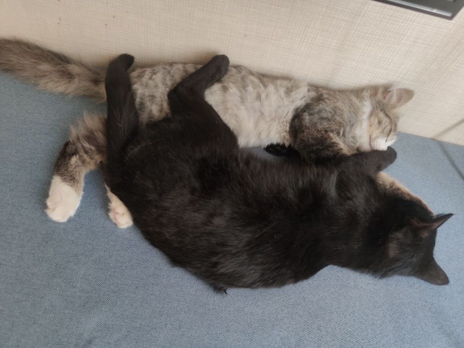 Милые котята в добрые руки