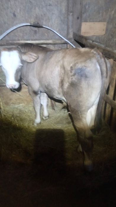 Vând vițel de 3 luni ln Jucu de Mijloc