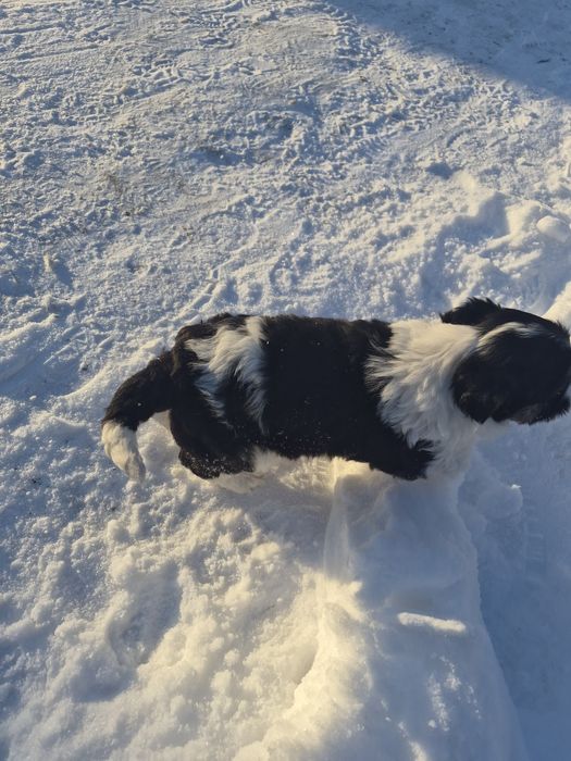Отдам даром щенка девочка