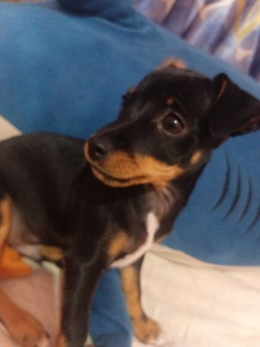 Собака той терьер