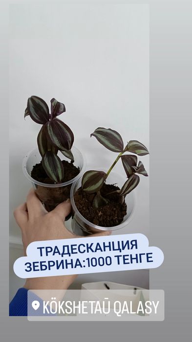 Комнатные цветы по 1000 тенге