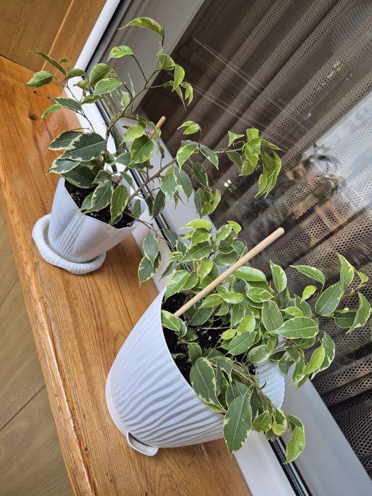 Продам  пестрый ФИКУС Бенджамина!