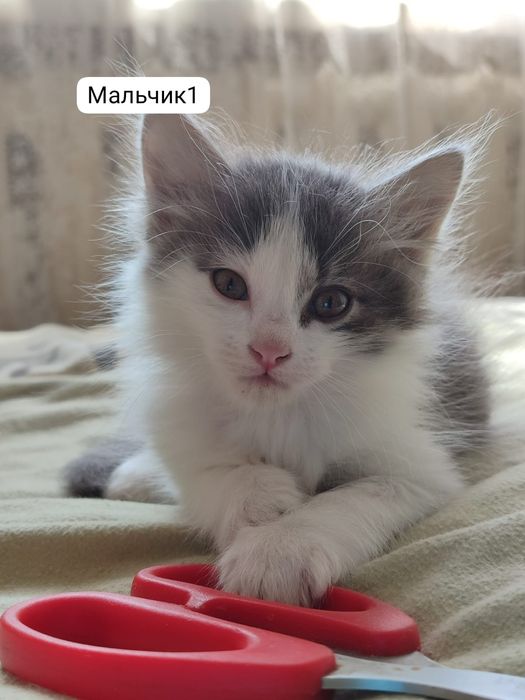 Котята, девочка и мальчики