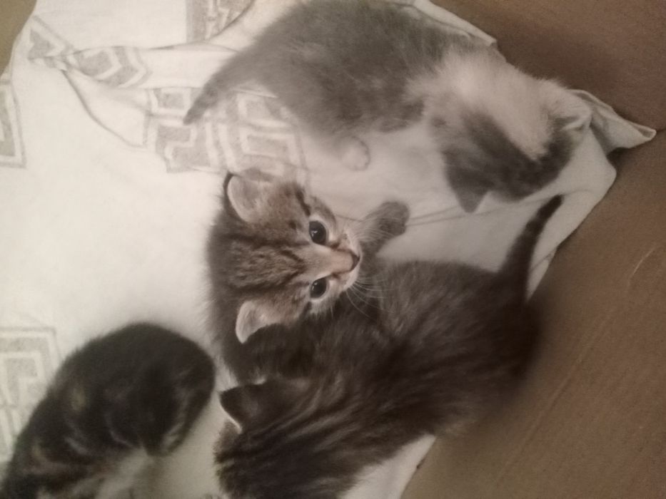 Котятки маленькие