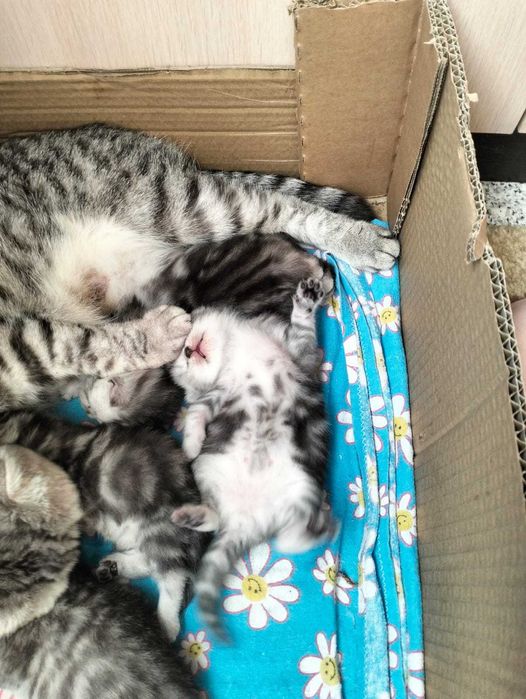 Продам котят породы  британцы