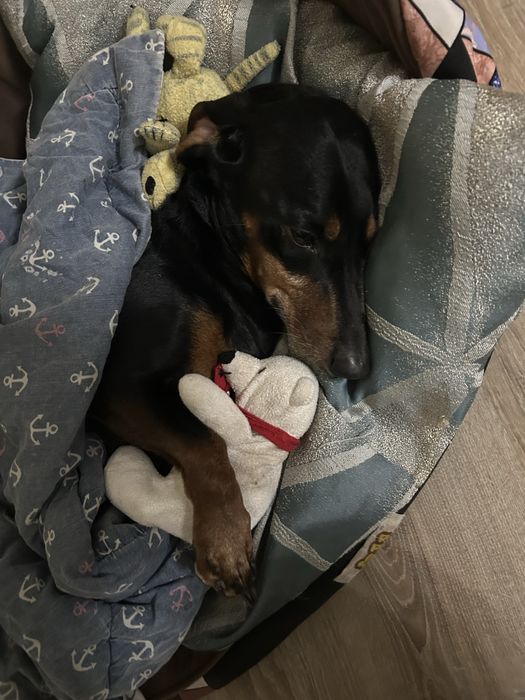 Такса, отдам в хорошие руки