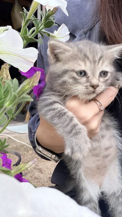 Отдам в добрые руки котят.