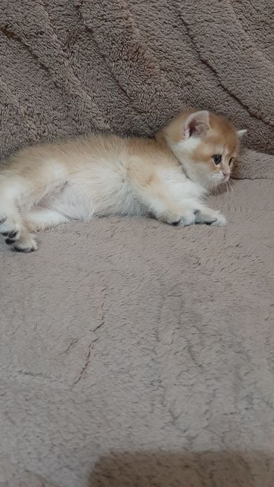 Золотая шиншилла, мальчик