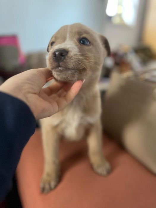 Donez cățeluși de talie mica