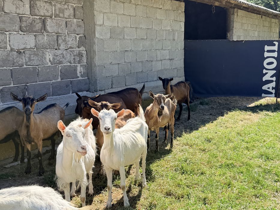 Vand 10 capre tinere 7 alpine si 3 zane