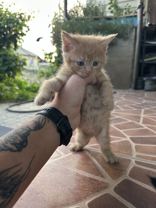 Отдам котят в добрые руки