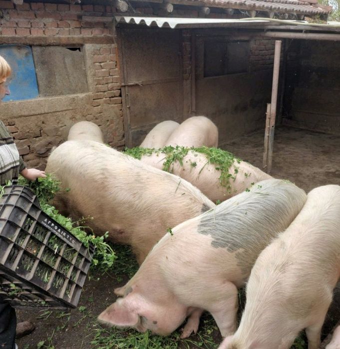 Домашно отгледани  прасета