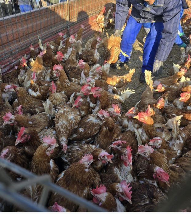 Gaini rosii ouatoare sanatoase si bune pentru productia de oua