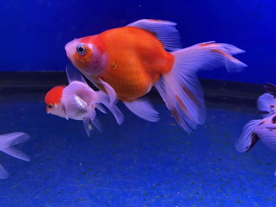 Продаю золотых рыбок