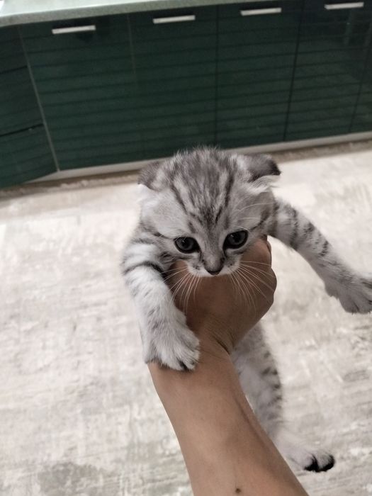 Коты Породистые Халенстрайт
