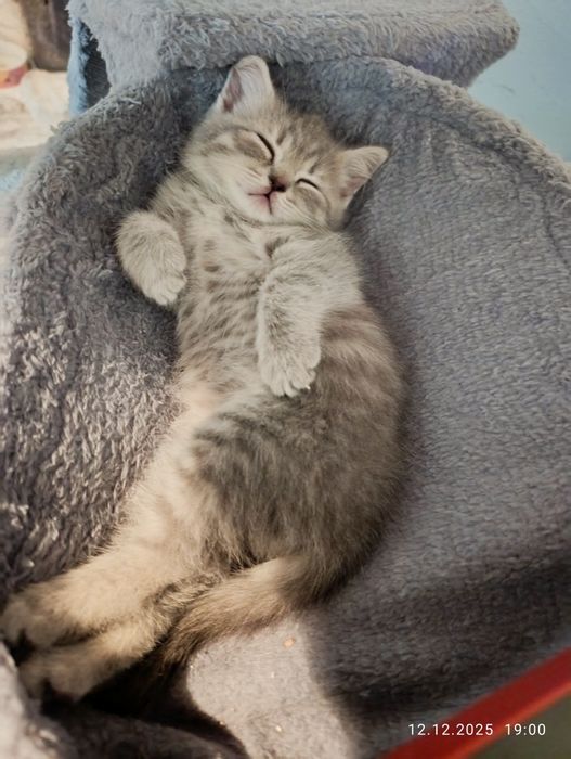 Британски късокосмести котенца