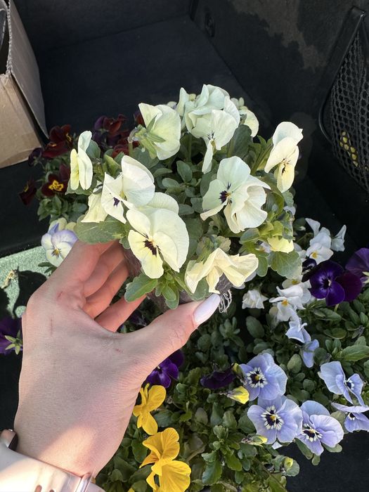 Градински цветя за украса на двора