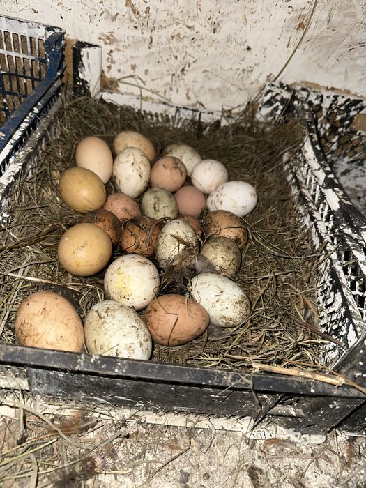 Vand oua de consum si incubat