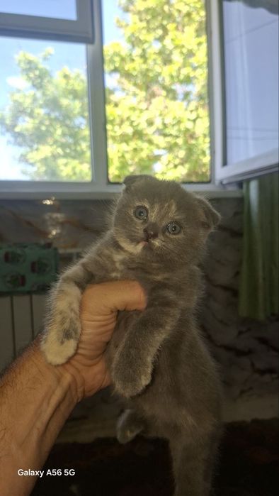 Котята шотландские веслоухие