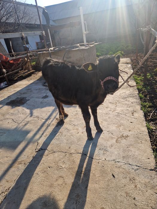 Ұрғашы бузау сатылады