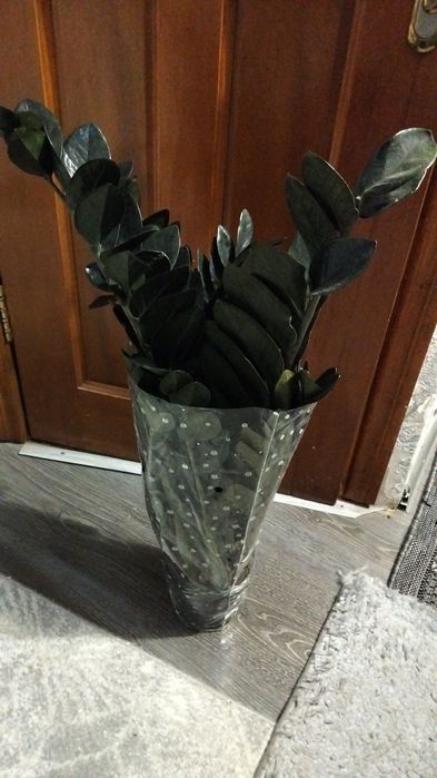 Продам антуриум,спатик,замик