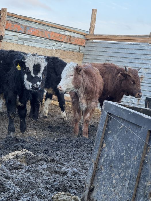 Баспақ 1 жастан асқан