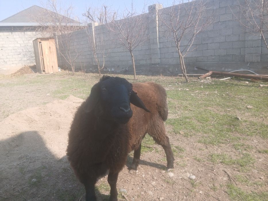 Гиссар қой сатылады