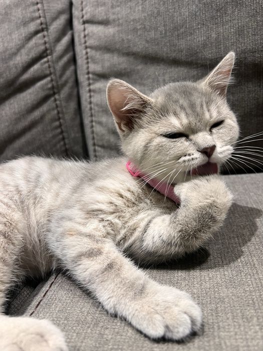 Шотландская кошка